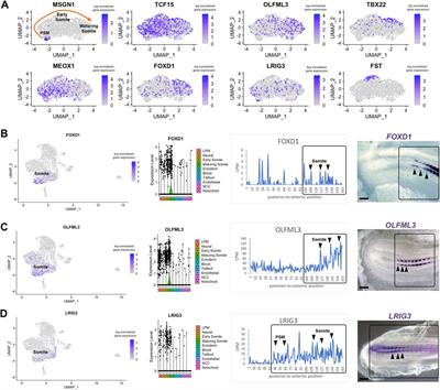 Single cell RNA-sequencing and RNA-tomography of the avian embryo extending body axis